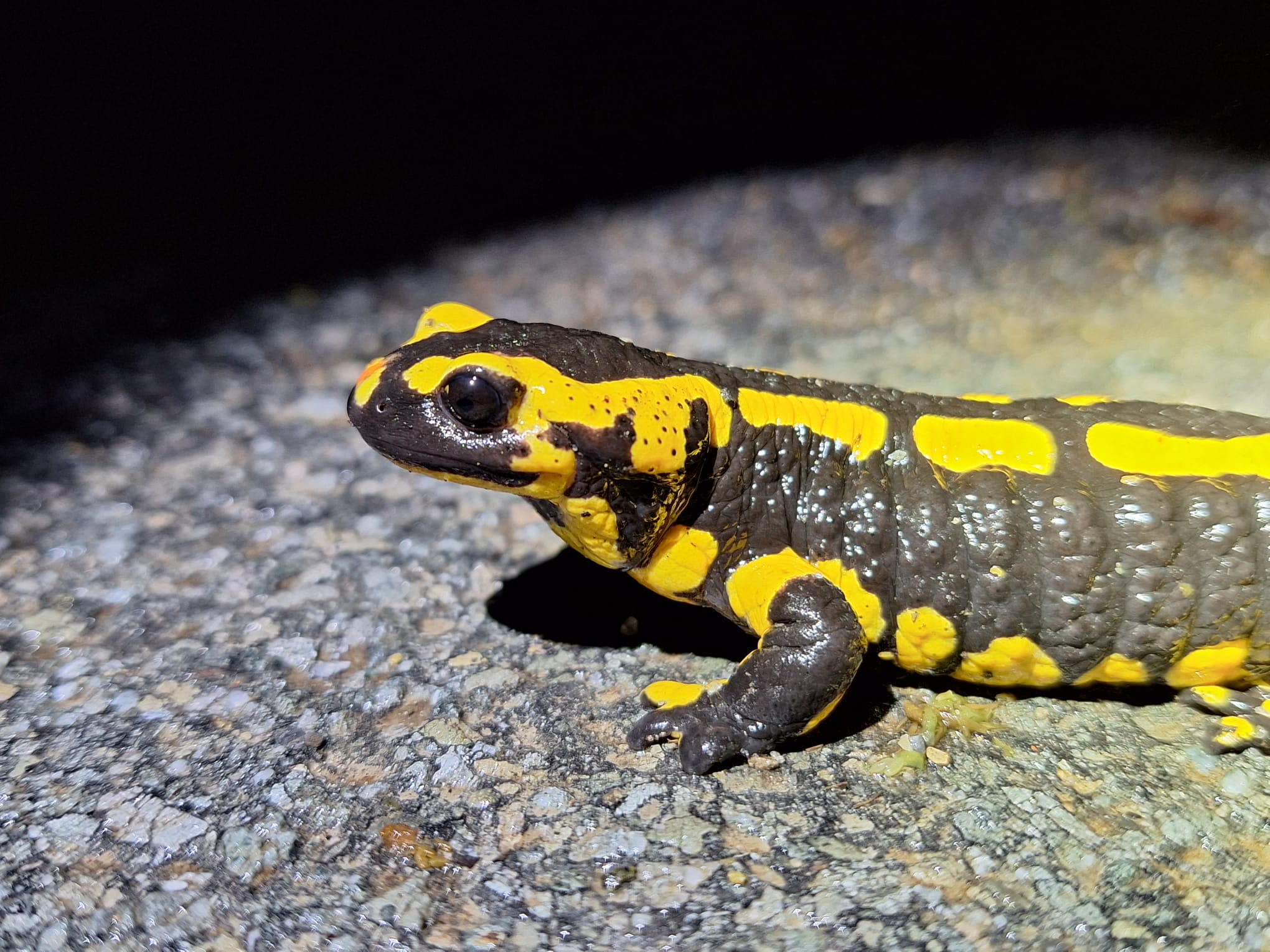 Feuersalamander ©F.Fester