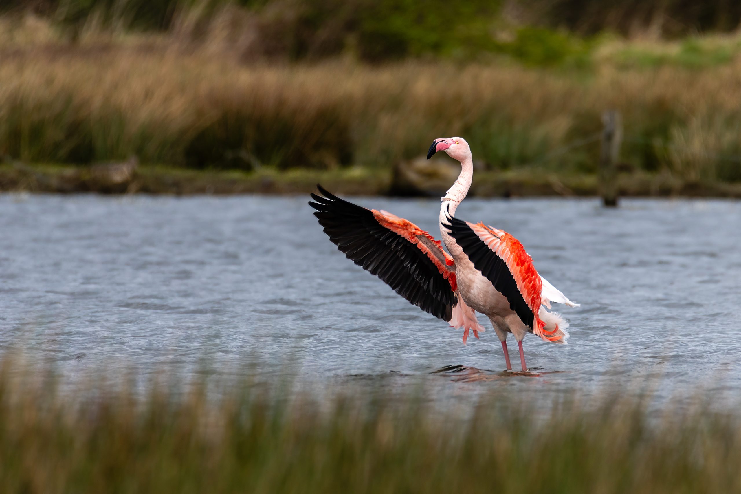 Flamingo, ©Christoph Funke