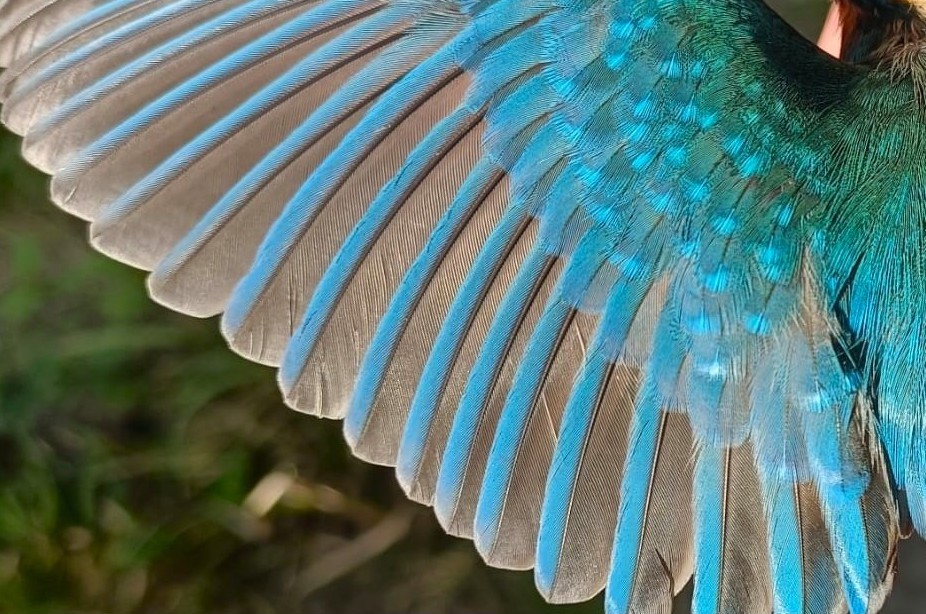 Eisvogel_Gefieder©C.Röhr